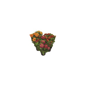 ZINNIA P14