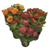 <h4>ZINNIA P14</h4>