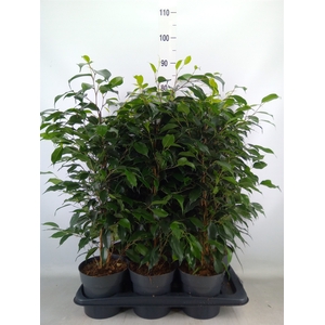 Ficus benja. 'Danielle'