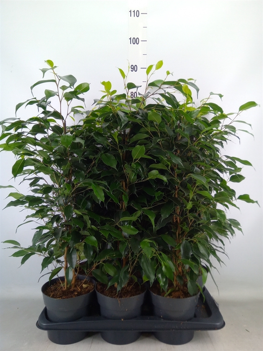 <h4>Ficus benja. 'Danielle'</h4>