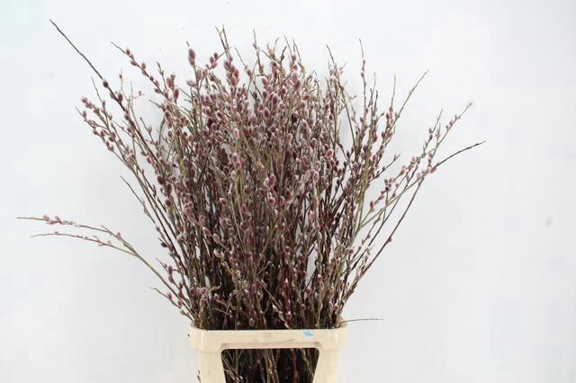 <h4>SALIX RED PASSION 120CM</h4>