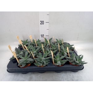 Crassula  'Tarantula'