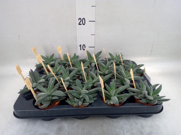 <h4>Crassula  'Tarantula'</h4>