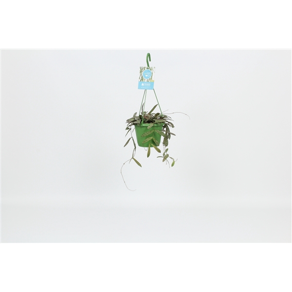 <h4>HangonGreen Hoya Sigillatis 14 cm</h4>