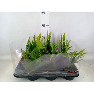 Epiphyllum anguliger