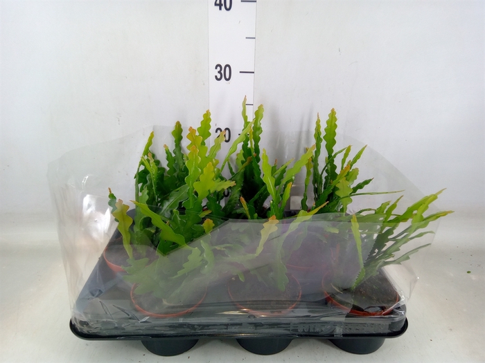 <h4>Epiphyllum anguliger</h4>