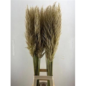 CORTADERIA EVITA 110 CM -VERS-