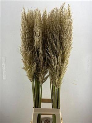 <h4>CORTADERIA EVITA 110 CM -VERS-</h4>