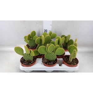 Opuntia microdasys var. pallida