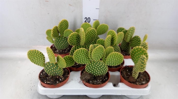 <h4>Opuntia microdasys var. pallida</h4>