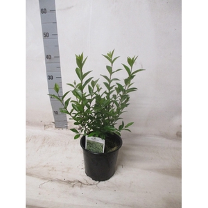 LIGUS OVALIFOLIUM