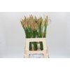 Nerine Vesta K