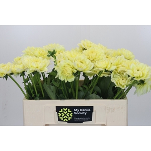 Dahlia Hilda Special