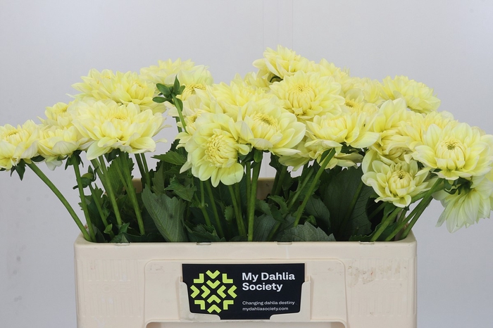 Dahlia Hilda Special