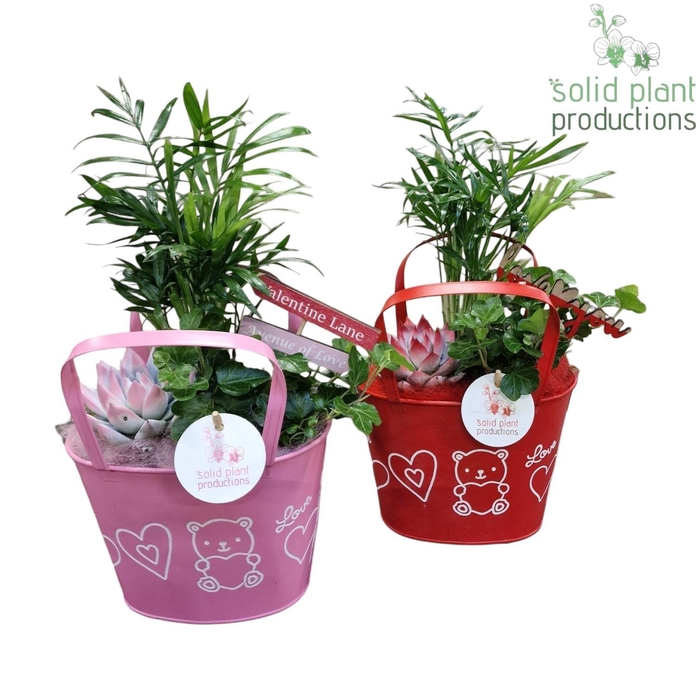 <h4>ZVC002 Sandra Red/Pink</h4>