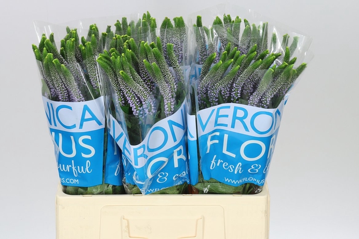 <h4>Veronica June Lilac X 25</h4>