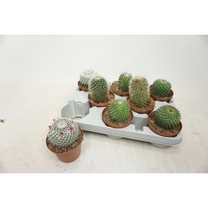 CACTUS GEM