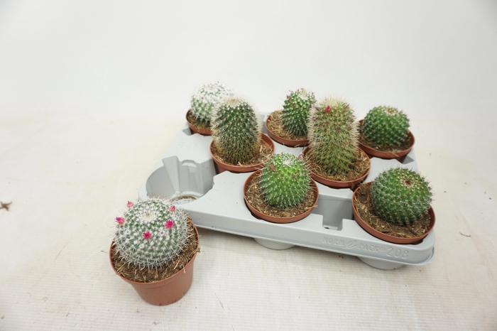 <h4>CACTUS GEM</h4>