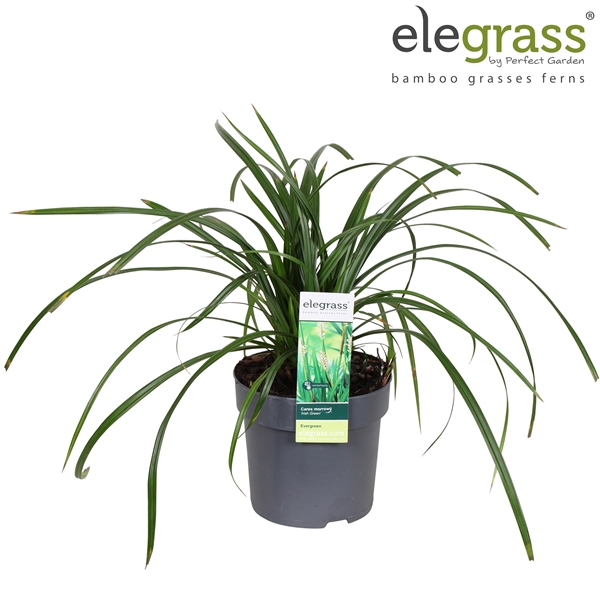<h4>Carex 'Irish Green' P14</h4>