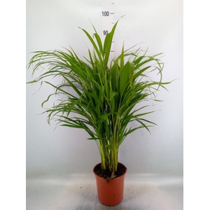 Dypsis lutescens   ...Chrysalidoca