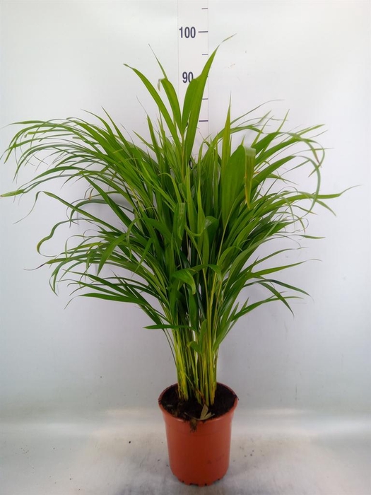 <h4>Dypsis lutescens   ...Chrysalidoca</h4>