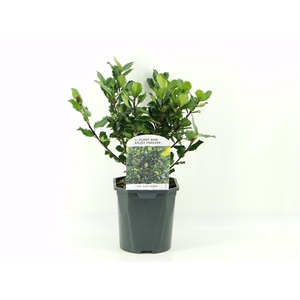 Ilex mes. Blue Prince