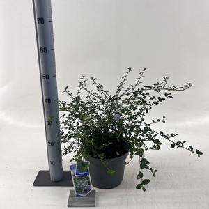 Ceanothus thyrsiflorus var. repens