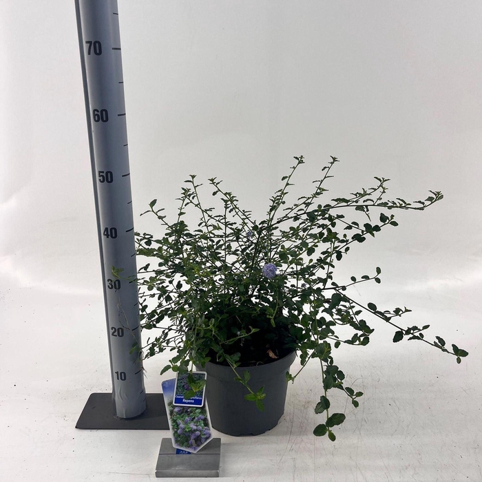 <h4>Ceanothus thyrsiflorus var. repens</h4>