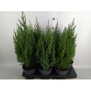 Juniperus chinensis 'Stricta'