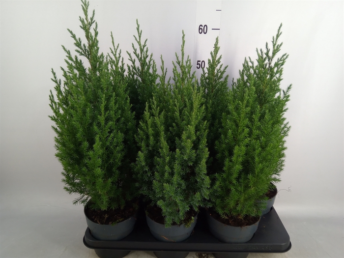 <h4>Juniperus chinensis 'Stricta'</h4>