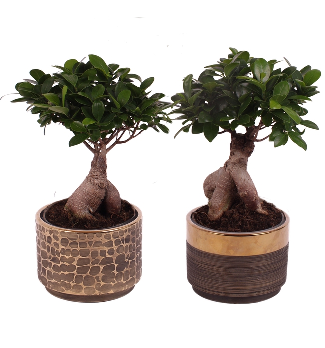 <h4>Ficus m. Ginseng Ball Shape Ø15cm in Ø17cm Ceramic</h4>