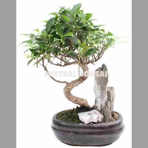 BONSAI GEM