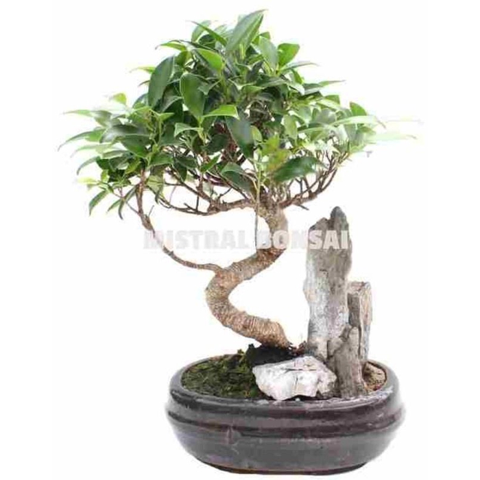 <h4>BONSAI GEM</h4>
