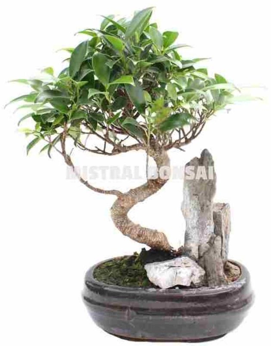 <h4>BONSAI GEM</h4>