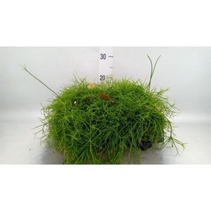 Rhipsalis baccifera 'Oasis'