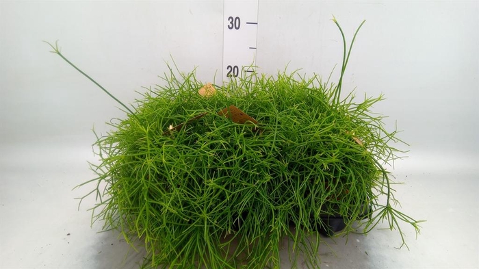 <h4>Rhipsalis baccifera 'Oasis'</h4>