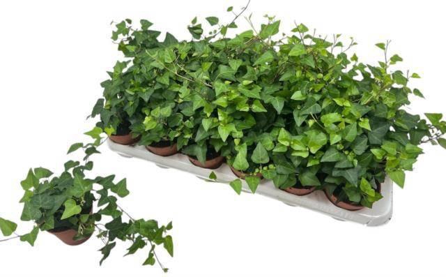 <h4>HED HE ANNA</h4>