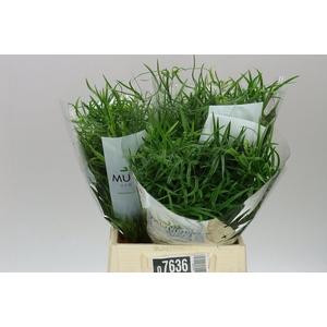 Asparagus Falcatus