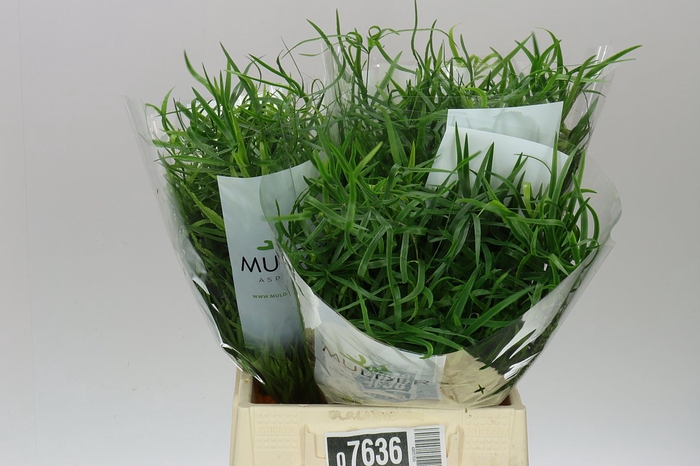 <h4>Asparagus Falcatus</h4>