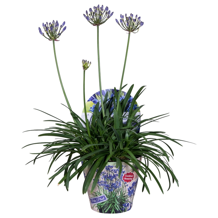 <h4>Nolina Agapanthus Ø 17 cm. Summer LoveTM Blue</h4>