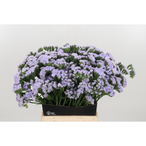 Lim S Luna Blue