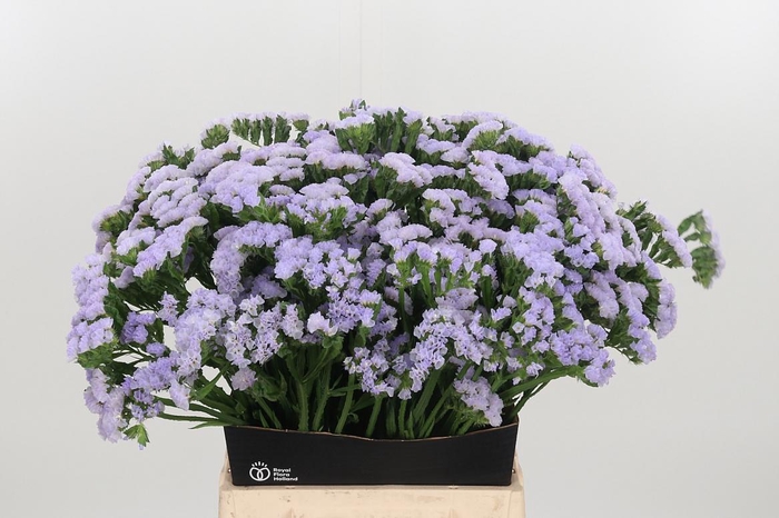<h4>Lim S Luna Blue</h4>