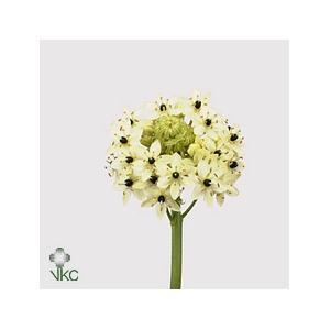 Ornithogalum Saundersiae