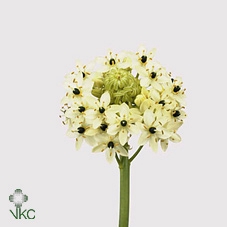 <h4>Ornithogalum Saundersiae</h4>