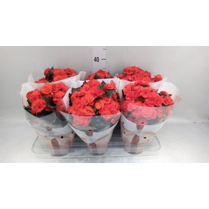Begonia elat. DU 'Mocca Orange'