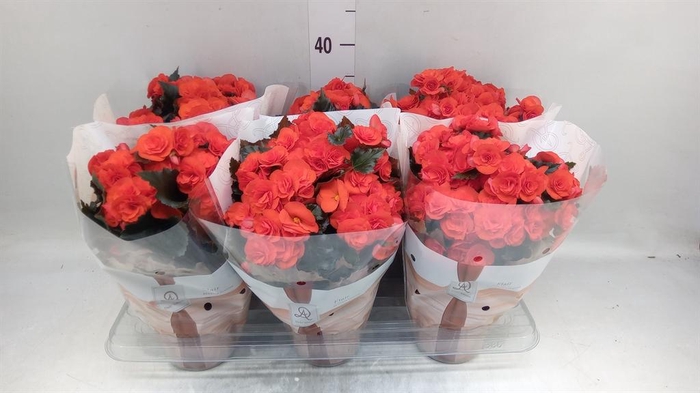 <h4>Begonia elat. DU 'Mocca Orange'</h4>