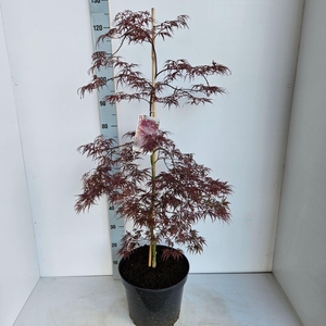 Acer palmatum Inaba-shidare
