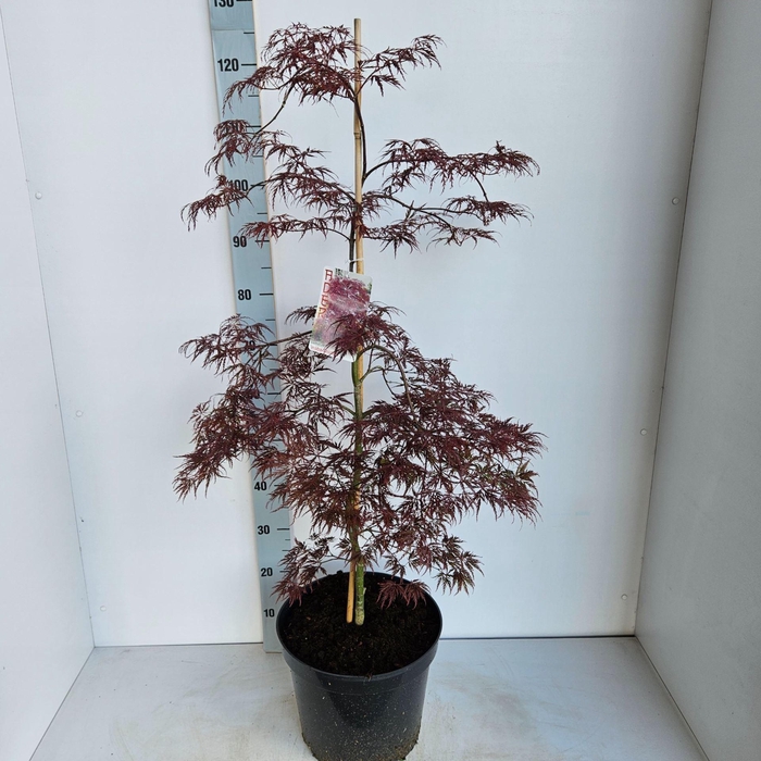 <h4>Acer palmatum Inaba-shidare</h4>