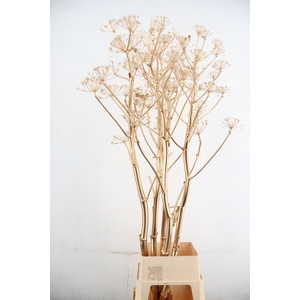 DF Ferule Antique Gold Seeds