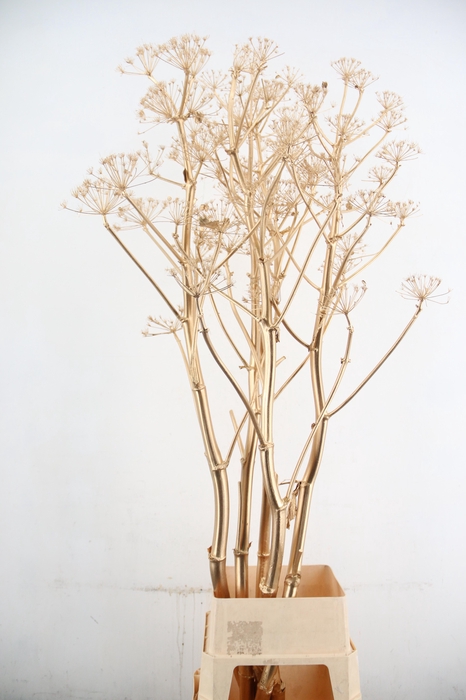 <h4>DF Ferule Antique Gold Seeds</h4>